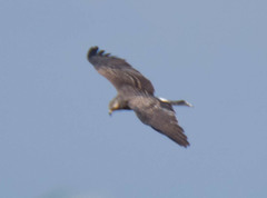 Rostrhamus sociabilis plumbeus
