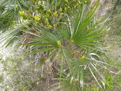Coccothrinax