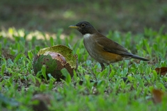 White-Necked Thrush photo 5