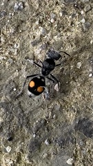 Hoplomutilla pardalis