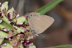 Satyrium polingi polingi