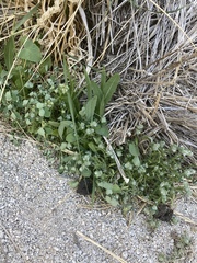 Pholistoma membranaceum