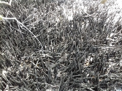 Avicennia schaueriana