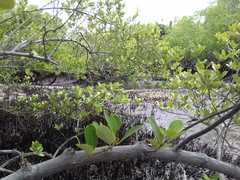 Avicennia schaueriana