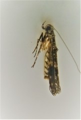Conopomorpha cyanospila