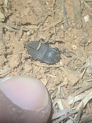 Asiopus minimus