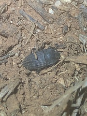 Asiopus minimus