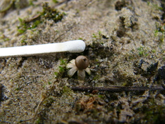 Geastrum minimum