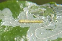 Phyllocnistis citrella image