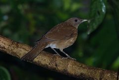 Turdus hauxwelli