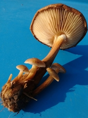 Flammulina filiformis
