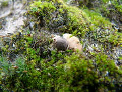 Geastrum minimum
