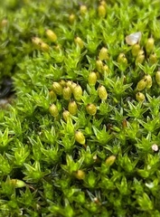Orthotrichum ohioense