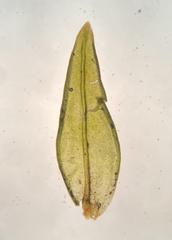 Orthotrichum ohioense
