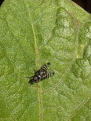 Rivellia syngenesiae
