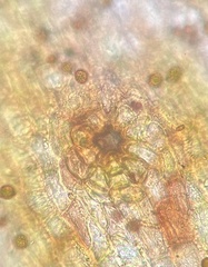 Orthotrichum ohioense
