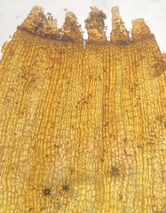Orthotrichum ohioense