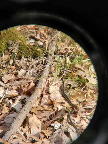 photo of Common Garter Snake (Thamnophis sirtalis)