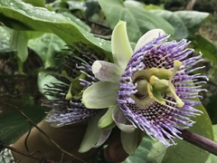 Passiflora ligularis image