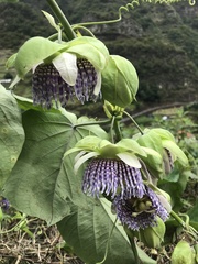 Passiflora ligularis image