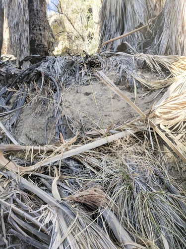 iNaturalist observation photo of Alkali Sacaton