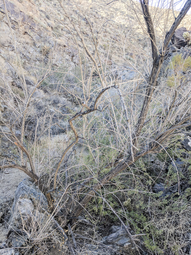 iNaturalist observation photo of saltcedar