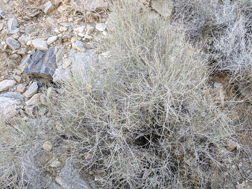 iNaturalist observation photo of Jointfirs