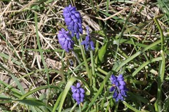 Muscari armeniacum