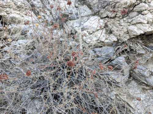 iNaturalist observation photo of California Buckwheat