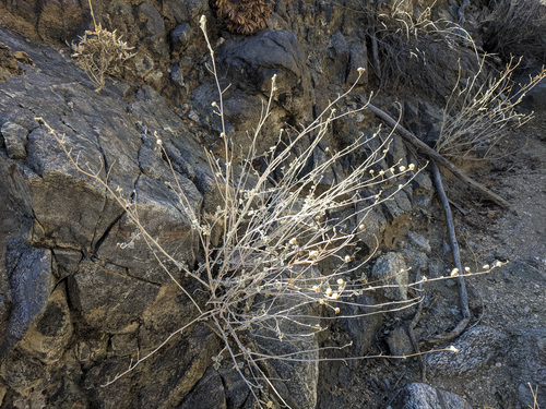 iNaturalist observation photo of apricot globemallow