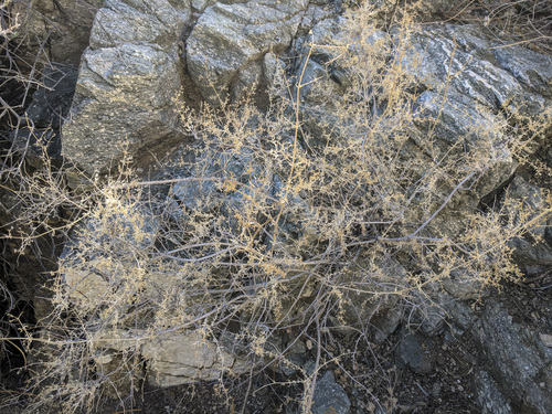 iNaturalist observation photo of starry bedstraw
