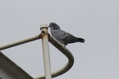 Columba oenas