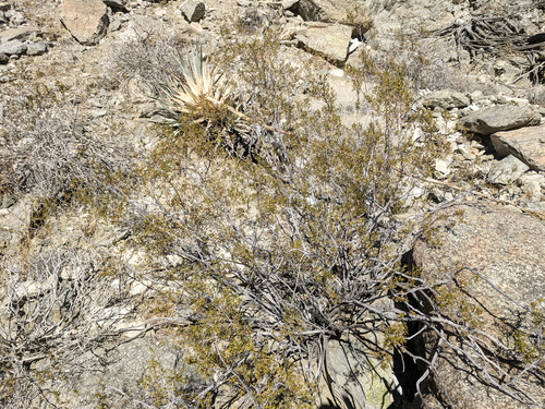 iNaturalist observation photo of Creosote Bush