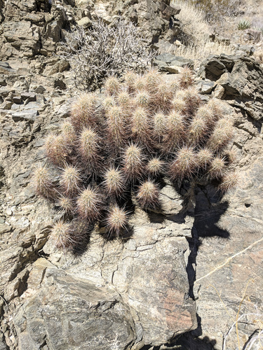 iNaturalist observation photo of Echinocereus engelmannii engelmannii