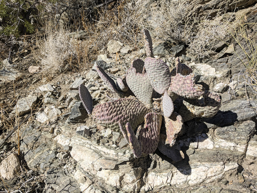 iNaturalist observation photo of beavertail cactus
