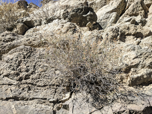 iNaturalist observation photo of Arrow-leaf