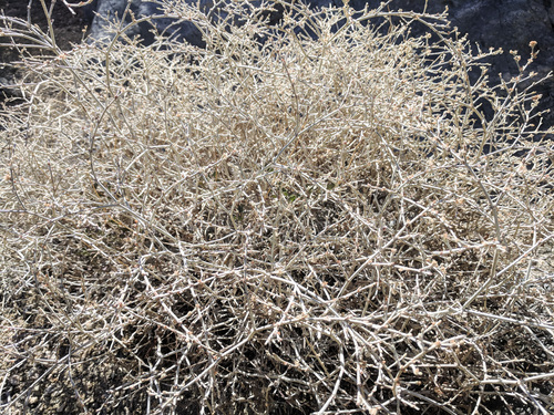 iNaturalist observation photo of knot-stem bastard-sage