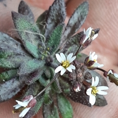 Draba verna