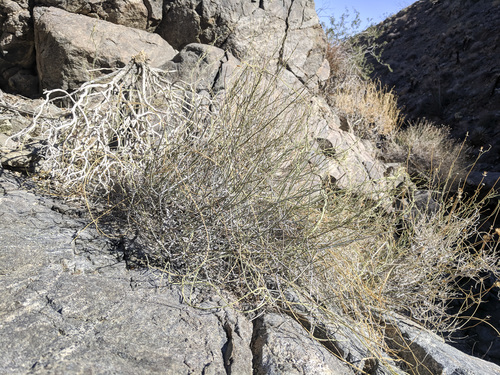 iNaturalist observation photo of hairy milkweed