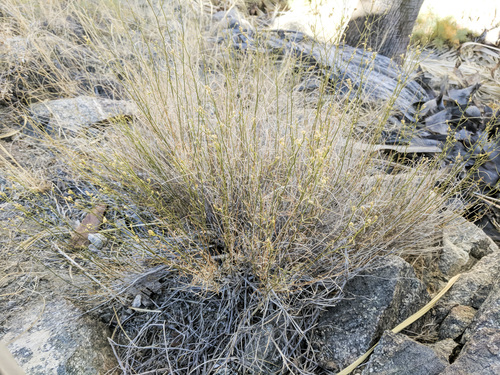 iNaturalist observation photo of matchweeds and snakeweeds