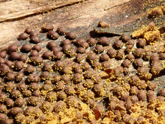 Perichaena corticalis