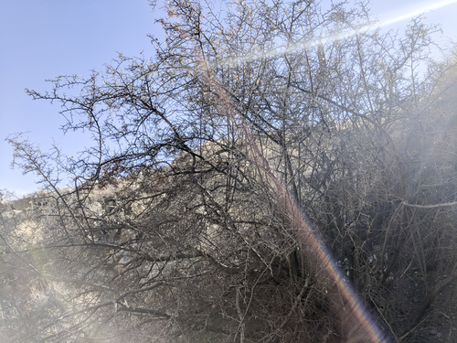 iNaturalist observation photo of Desert Apricot