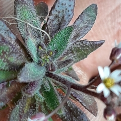 Draba verna