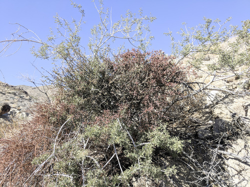 iNaturalist observation photo of Mesquite Mistletoe
