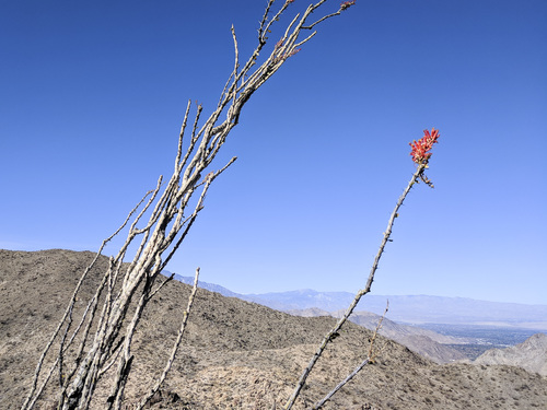 iNaturalist observation photo of ocotillo