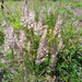 Koeleria macrantha - Photo (c) arthur_haendler，保留部份權利CC BY-NC