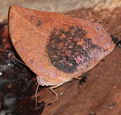 Fountainea ryphea