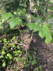 Hamamelis ovalis