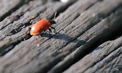Plagiodera erythroptera