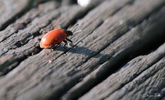 Plagiodera erythroptera